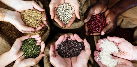 Hænder med forskellige gamle frøsorter