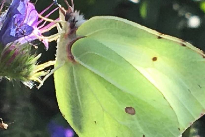 billede af citronsommerfulg 